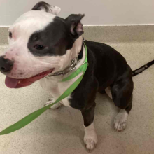 Black and white pit bull dog