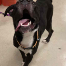 black dog with white paws and chest standing on floor look up with tongue hanging out of mouth