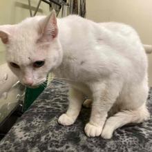 white cat with pink nose and blue eyes
