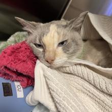 A dilute calico female domestic shorthair cat. She has an orange stripe down the center of her face, with black on either side, and some white on and under her snout.
