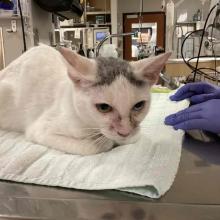 white domestic shorthair cat with grey coloration on top of head