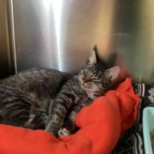 YOUNG MALE  DSH TABBY CAT