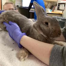 Large brown and gray rabbit with ears sticking up half way dark eyes and a short tail 