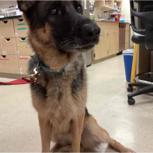 Brown and Black dog
