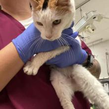 Medium DSH all white cat with orange and black on top of head