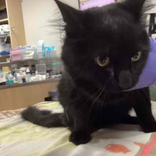 Black cat
