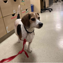 tricolored Beagle brown ears and a black snout 