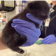 Black kitten