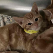 Orange kitten
