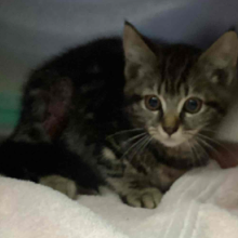 Kitten Female Tabby Shorthair
