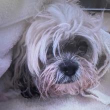 white dog, shih tzu, found dog, small dog