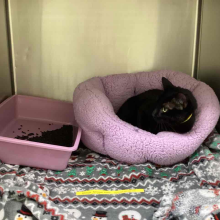 black cat, female, domestic shorthair
