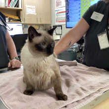 found cat, Siamese cat, 11 year old, male