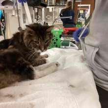 maine coonmix, tabby, found cat