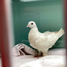 White domestic dove with fluffy legs 