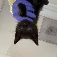 A small black kitten