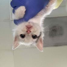 A small white and tabby kitten