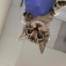 A small tabby kitten