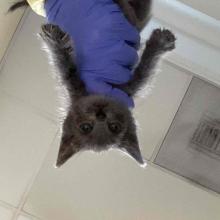 A small, grey kitten