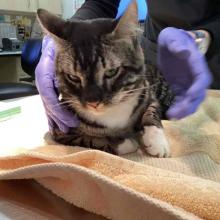 Brown, Black, and White Tabby Cat