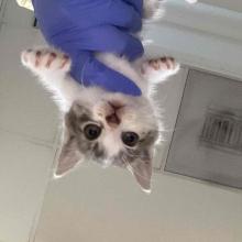 A small white/ grey tabby kitten