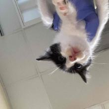 A small black and white kitten