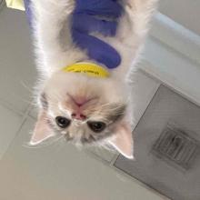 A small white and grey tabby kitten