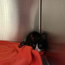 A small black and white tuxedo kitten