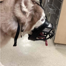 Adult male large husky with warm chestnut coloring