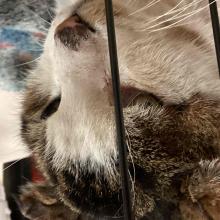 Medium size cat. Tabby markings on top of head and face. White chin and nose