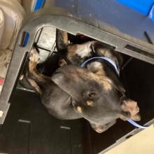 young adult black and tan female shepherd mix