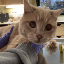 Senior Female Intact Orange Domestic Shorthair - MGD16584