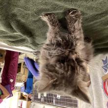 All gray long hair cat standing on green blanket
