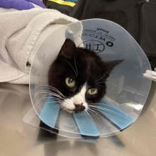 A Black and white tuxedo cat