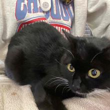 Small, black, male domestic shorthair cat, with a blotch of white underneath his chin.