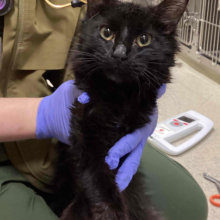 Black cat