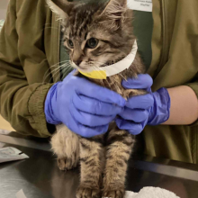 Tabby cat