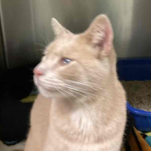 YOUNG MALE DSH ORANGE TABBY CAT