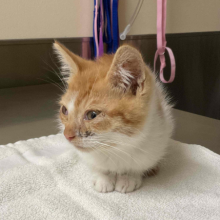 Orange and white kitten