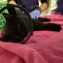 black kitten laying on its side 