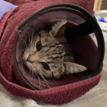 Tabby cat in cone
