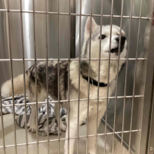 Grey and White husky with a floppy ear