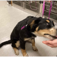 Young Male intact Tricolor German Shepard mix