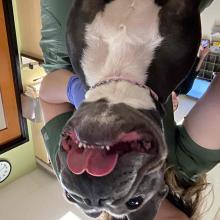 gray and white female French bulldog