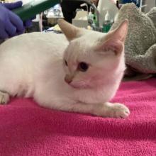 A white kitten laying on a blanket