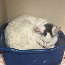 Young DSH Female White Tabby Kitten