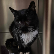 Male intact tuxedo cat