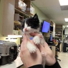 Small kitten with black ears and white face