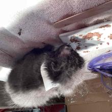 A small gray kitten eating from a dish
