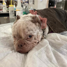 American Bulldog with clipped ears, brown nose with brown spots on face, white face with brown body 